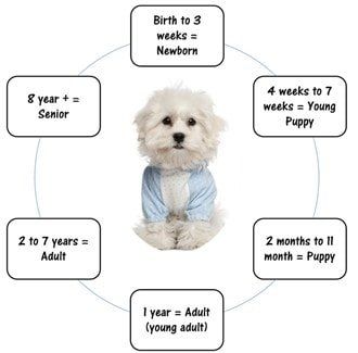 4 year in dog hot sale years